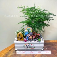 CHẬU CÂY KIM THỦY TÙNG MIX CẨM NHUNG - KTT332