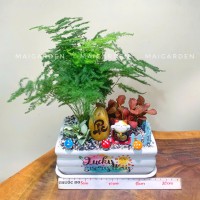 CHẬU CÂY KIM THỦY TÙNG - KTT309