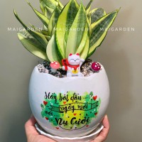 CHẬU CÂY LƯỠI HỔ - LH213
