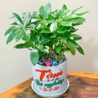 CHẬU CÂY NGUC GIA BÌ - NGB188