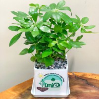 CHẬU CÂY NGŨ GIA BÌ - GIÁ CHO SỐ LƯỢNG TỪ TRÊN 10 CHẬU