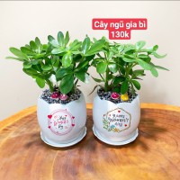 GIÁ VÀ TÊN CÂY TRÊN HÌNH - GIÁ CHO SỐ LƯỢNG TỪ TRÊN 10 CHẬU