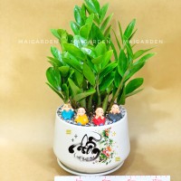 CHẬU CÂY KIM TIỀN - KTB1303