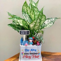 CHẬU CÂY NGỌC NGÂN MIX CẨM NHUNG - NN260