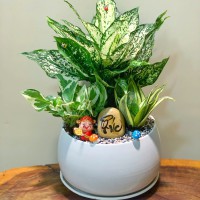 CHẬU CÂY NGỌC NGÂN MIX LƯỠI HỔ TRẦU BÀ - NN395