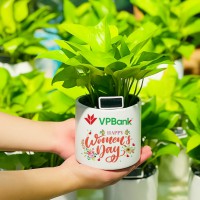 CHẬU CÂY TRẦU BÀ - GIÁ CHO SỐ LƯỢNG TỪ TRÊN 10 CHẬU