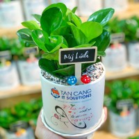 CHẬU CÂY TRƯỜNG SINH - GIÁ CHO SỐ LƯỢNG TỪ TRÊN 10 CHẬU