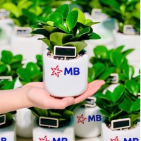 CHẬU CÂY TRƯỜNG SINH -  GIÁ CHO SỐ LƯỢNG TỪ TRÊN 10 CHẬU