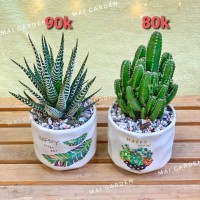 CÂY XƯƠNG RỒNG MÓNG RỒNG - GIÁ NHƯ HÌNH
