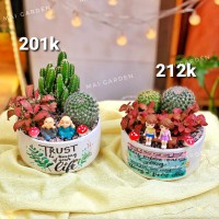 CÂY XƯƠNG RỒNG MIX CẨM NHUNG - GIÁ NHƯ HÌNH