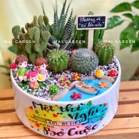 CÂY XƯƠNG RỒNG TIỂU CẢNH