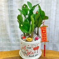 CÂY KIM TIỀN - KT211 - A1-B1