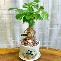 CHẬU CÂY HẠNH PHÚC - HP268
