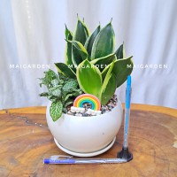 CHẬU CÂY LƯỠI HỔ MIX CẨM NHUNG - LHCN208 A1 B1