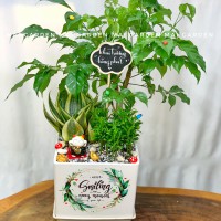 CHẬU CÂY HẠNH PHÚC mix LƯỠI HỔ, TÙNG VẠN NIÊN - HPLH570