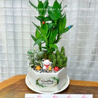CHẬU CÂY PHÁT TÀI MIX XƯƠNG RỒNG,  MAY MẮN - PT276