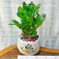 CHẬU CÂY KIM TIỀN - KT185 A1 B1