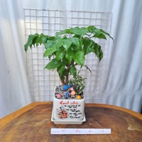 CHẬU CÂY HẠNH PHÚC MIX CẨM NHUNG 