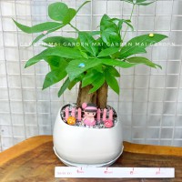 CHẬU CÂY KIM NGÂN - KN247