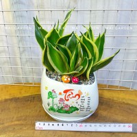 CHẬU CÂY LƯỠI HỔ - LH195 A1 B1