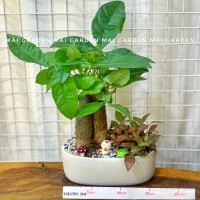 CHẬU CÂY KIM NGÂN MIX CẨM NHUNG - KN245