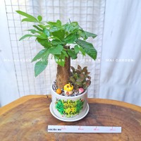 CHẬU CÂY KIM NGÂN B1