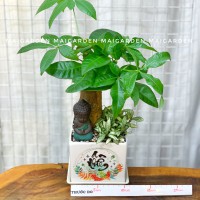 CHẬU CÂY KIM NGÂN MIX CẨM NHUNG XANH B1