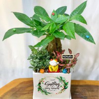 CHẬU CÂY KIM NGÂN MIX CẨM NHUNG 