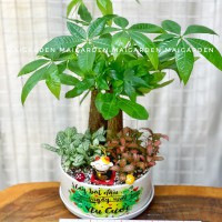 CHẬU CÂY KIM NGÂN MIX CẨM NHUNG 