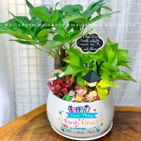 CHẬU CAY KIM NGÂN MIX TRẦU BÀ CẨM NHUNG ĐỎ