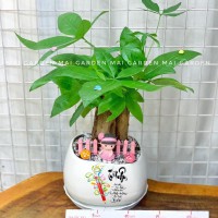 CHẬU CÂY KIM NGÂN KN262