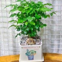 CHẬU CÂY HẠNH PHÚC CHP297