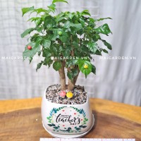 CHẬU CÂY HẠNH PHÚC HP238