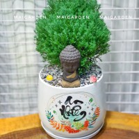 CHẬU CÂY TÙNG BỒNG LAI TBL327