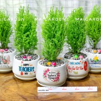 CHẬU CÂY TÙNG THƠM TT157