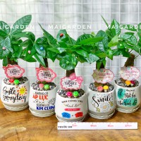 CHẬU CÂY KIM NGÂN KN133