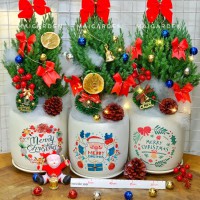 CHẬU CÂY SƠN TÙNG NOEL ST315