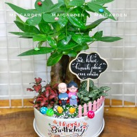 CHẬU CÂY KIM NGÂN MIX CẨM NHUNG KN430