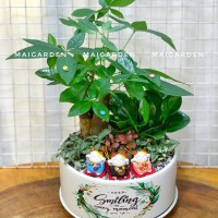 CHẬU CÂY KIM NGÂN MIX TRƯỜNG SINH, CẨM NHUNG - KN575