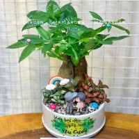 CHẬU CÂY KIM NGÂN MIX CẨM NHUNG - KN356