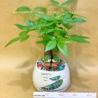 CHẬU CÂY KIM NGÂN - KN275