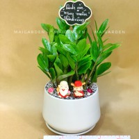 CHẬU CÂY KIM TIỀN - KTB1302
