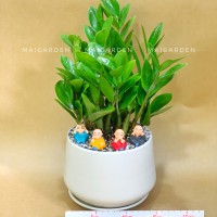 CHẬU CÂY KIM TIỀN - KTB1288