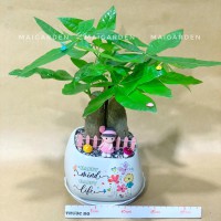 CHẬU CÂY KIM NGÂN - KN262