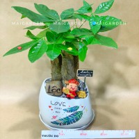 CHẬU CÂY KIM NGÂN - KN320