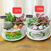CHẬU CÂY XƯƠNG RỒNG MIX CẨM NHUNG - XR207