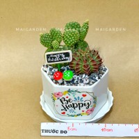 CHẬU CÂY XƯƠNG RỒNG - XR148