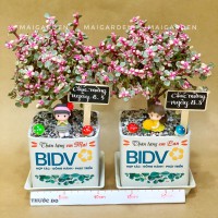 CHẬU CÂY SEN DOLA CỔ THỤ IN LOGO - DLA1B1227