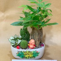 CHẬU CÂY KIM NGÂN MIS XƯƠNG RỒNG, CẨM NHUNG - KN352
