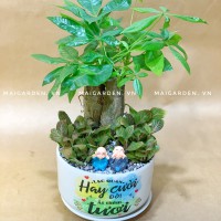 CHẬU CÂY KIM NGÂN MIX CẨM NHUNG - KN346